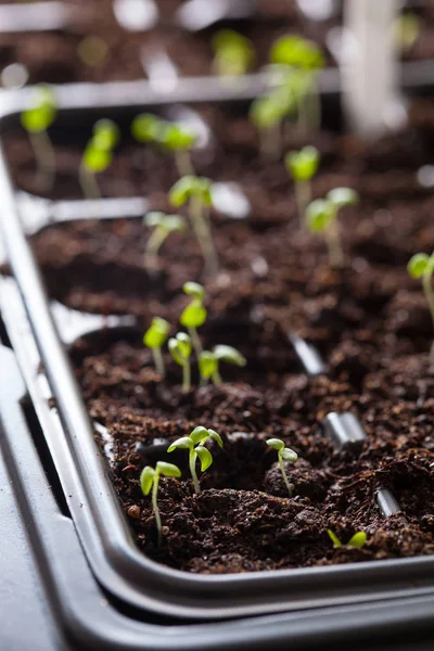 Plantas de semillero que crecen en bandeja de plástico de germinación —  Fotos de Stock