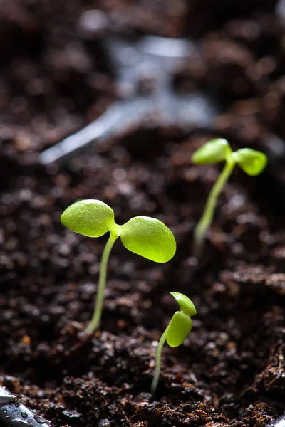 Plantas de semillero que crecen en bandeja de plástico de germinación —  Fotos de Stock