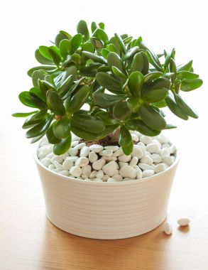 ev bitkisi Crassula ovata yeşim taşı, beyaz tencereye para ağacı dikin.