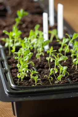 fide bitkiler içinde çimlenme plastik tepsi