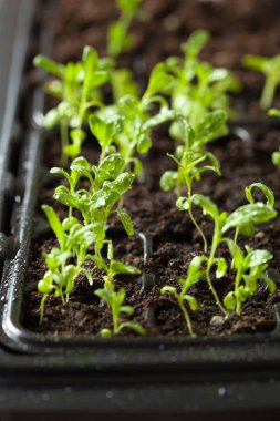 fide bitkiler içinde çimlenme plastik tepsi