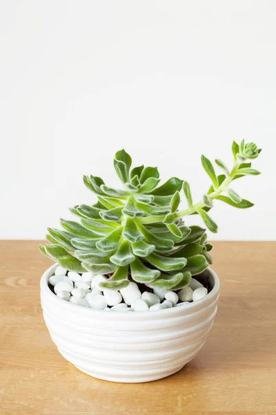 Houseplant Echeveria leucotricha in white pot — Stock Photo, Image