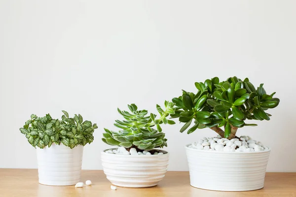 Kamerplanten fittonia albivenis, crassula ovata, echeveria in whi — Stockfoto