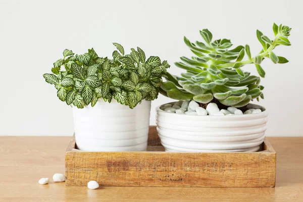 Zimmerpflanzen fittonia albivenis, Echeveria in weißen Töpfen — Stockfoto