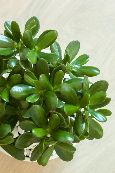 Planta de interior Crassula ovata jade planta árbol de dinero en maceta blanca — Foto de Stock