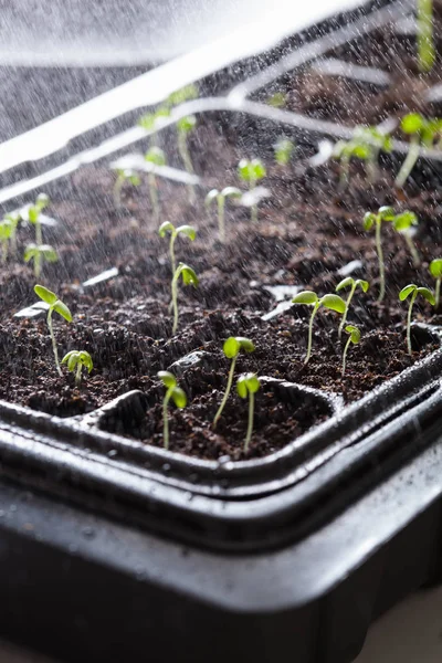 発芽プラスチック トレイに実生植物に水をまく — ストック写真