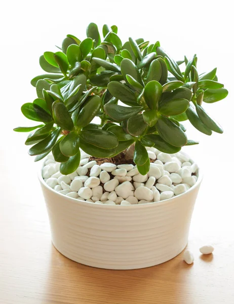 Zimmerpflanze Crassula ovata Jade pflanzt Geldbaum im weißen Topf — Stockfoto