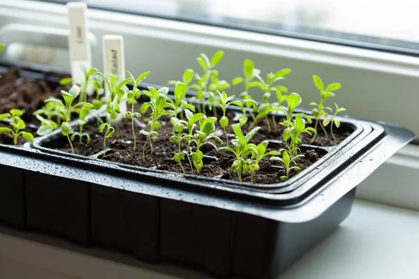 Plantele de răsaduri care cresc în tava de plastic germinant — Fotografie, imagine de stoc