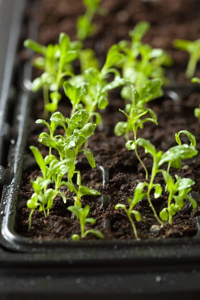 Plantas de semillero que crecen en bandeja de plástico de germinación —  Fotos de Stock