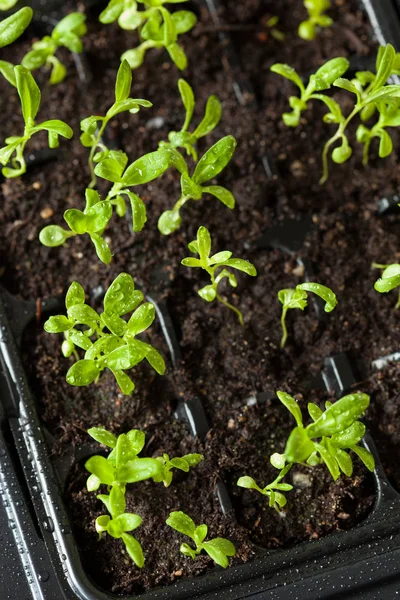 Seedling planten die groeien in kiemkracht plastic lade — Stockfoto