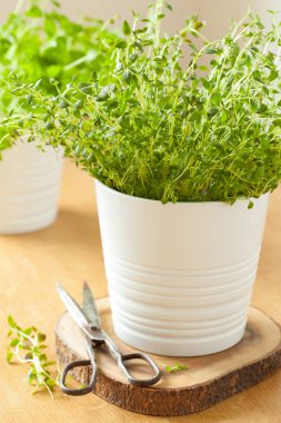 Beyaz tencerede taze kekik ot