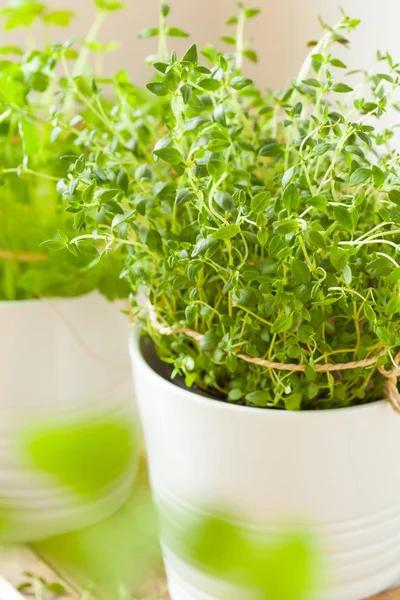 Fresh thyme herb in white pot — Stock Photo, Image