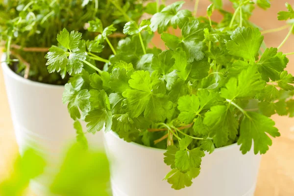 Hoja de cilantro fresca de cilantro en maceta — Foto de Stock