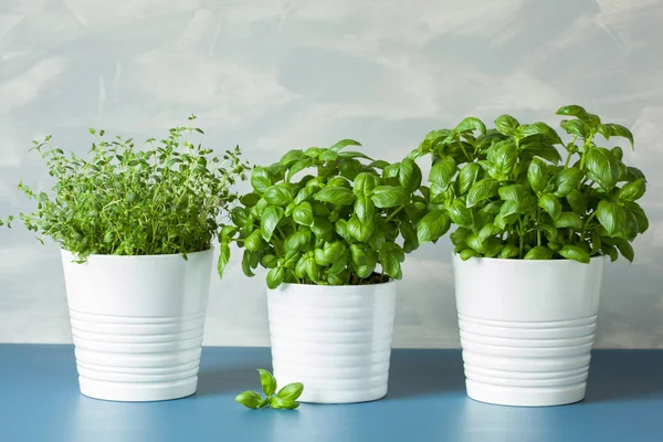 Kemangi segar thyme herbal dalam pot — Stok Foto