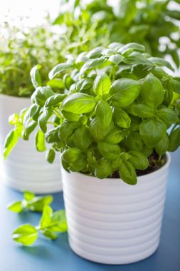 taze fesleğen kekik otlar tencere