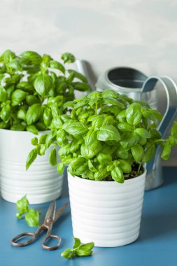 taze fesleğen kekik otlar tencere ve sulama olabilir