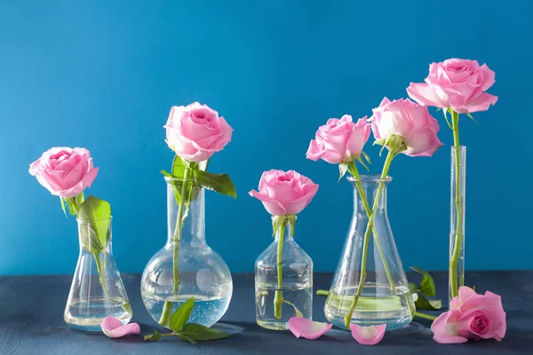 Rosa rosa rosa flores em frascos químicos sobre azul — Fotografia de Stock