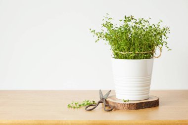 Beyaz tencerede taze kekik ot