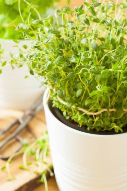 Beyaz tencerede taze kekik ot