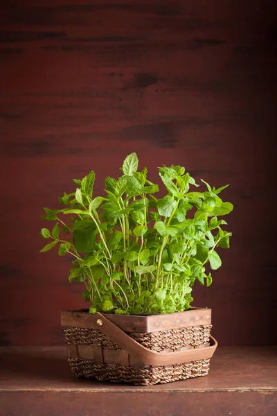 Hortelã fresca Erva de hortelã-pimenta em um pote — Fotografia de Stock