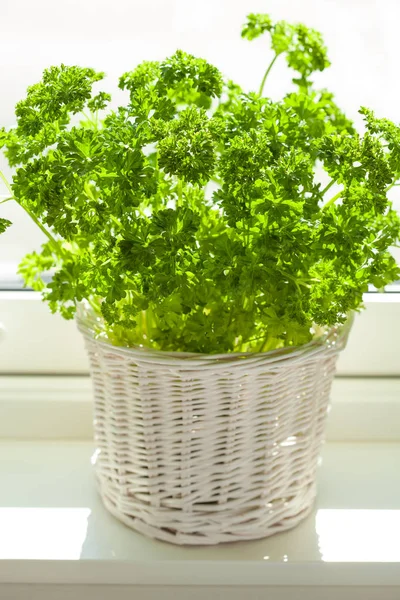 Fresh parsley herb in white pot on window — Stock Photo, Image
