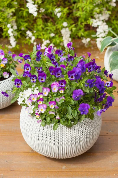 Beautiful pansy summer flowers in flowerpots in garden — Stock Photo, Image