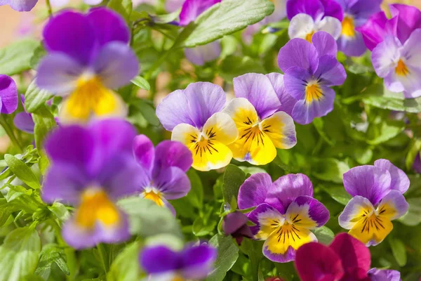 Gyönyörű árvácska nyári virágok, kert — Stock Fotó
