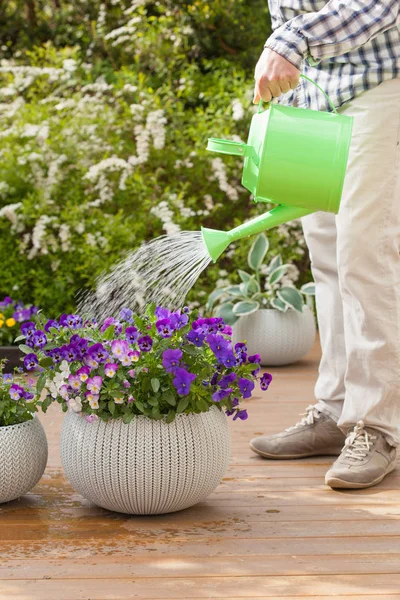 Man drenken altviool bloemen in tuin — Stockfoto