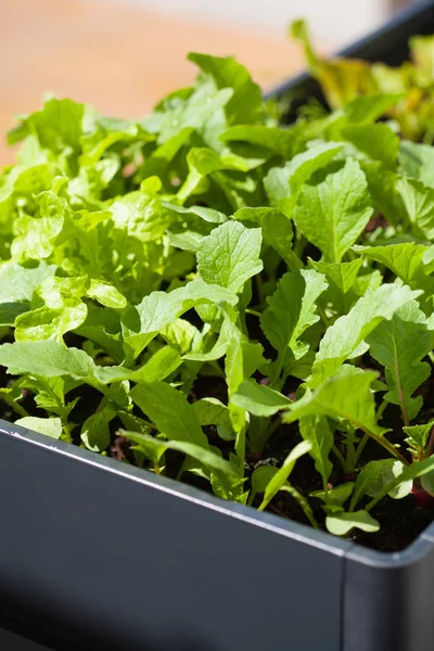 Ravanello crescente in contenitore sul balcone. orto — Foto Stock