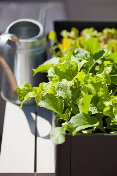 Ravanello crescente e insalata in contenitore sul balcone. germogli di ortaggi — Foto Stock