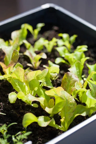 Ravanello crescente e insalata in contenitore sul balcone. germogli di ortaggi — Foto Stock