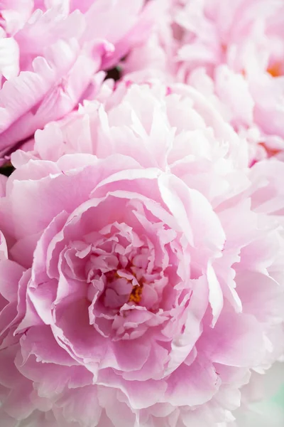 Mooie roze pioenroos bloem achtergrond — Stockfoto