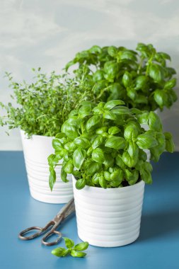 tencerede taze fesleğen ve kekik otlar