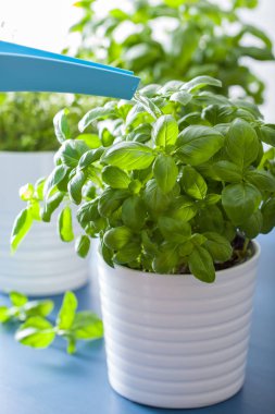 taze fesleğen sulama bitki yaprakları