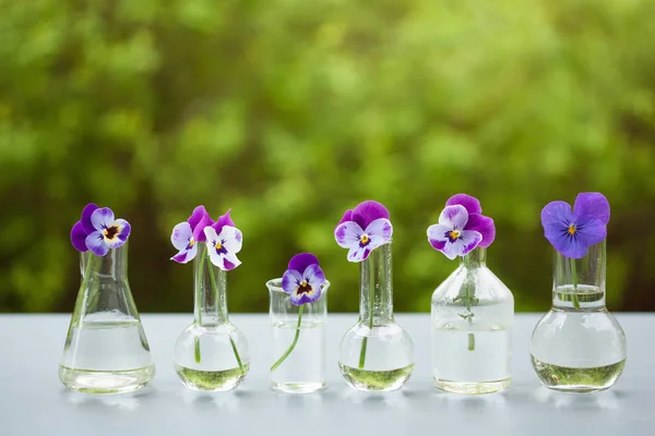 Pansy flowers in chemical glassware, table decoration in garden — Stock Photo, Image