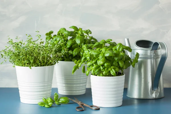 Albahaca fresca y hierbas de tomillo, regadera — Foto de Stock