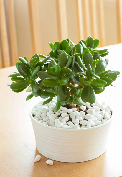 Houseplant Crassula ovata jadeit rostlina peníze strom v bílém květináči — Stock fotografie