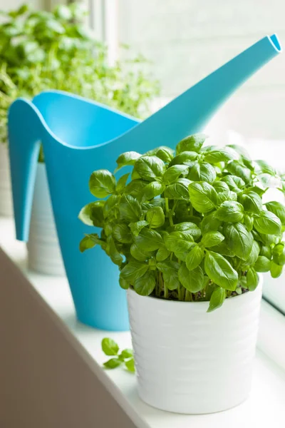 Albahaca fresca y hierbas de tomillo en una olla en la ventana — Foto de Stock