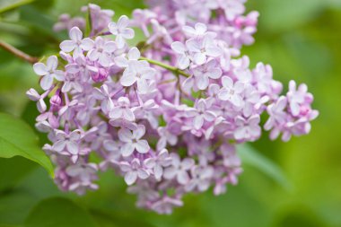 Bahçe güzel leylak çiçeği