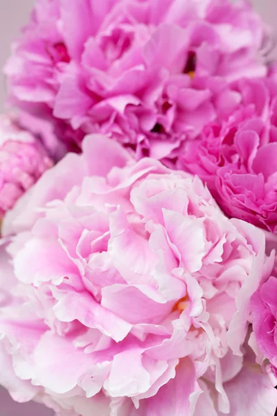 Красивий рожевий фон з квітки півонії — стокове фото