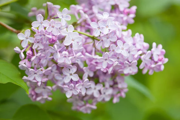 Bahçe güzel leylak çiçeği