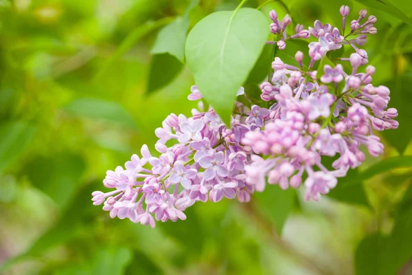 Mooie lila bloemen in de tuin — Stockfoto