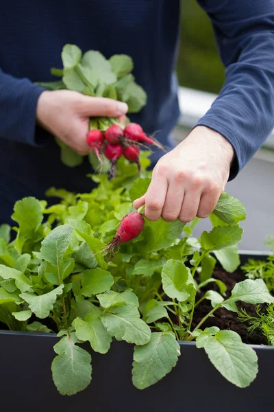 Giardiniere uomo raccogliendo ravanello da orto contenitore su b — Foto Stock