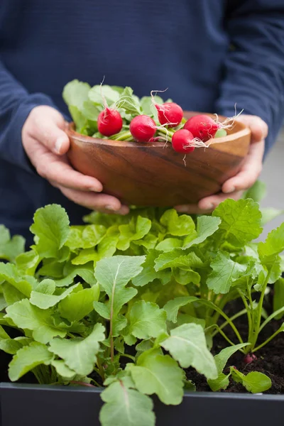 Man tuinman plukken radijs uit plantaardige container tuin op b — Stockfoto