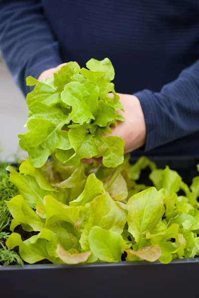 Uomo giardiniere raccolta insalata da orto contenitore su ba — Foto Stock