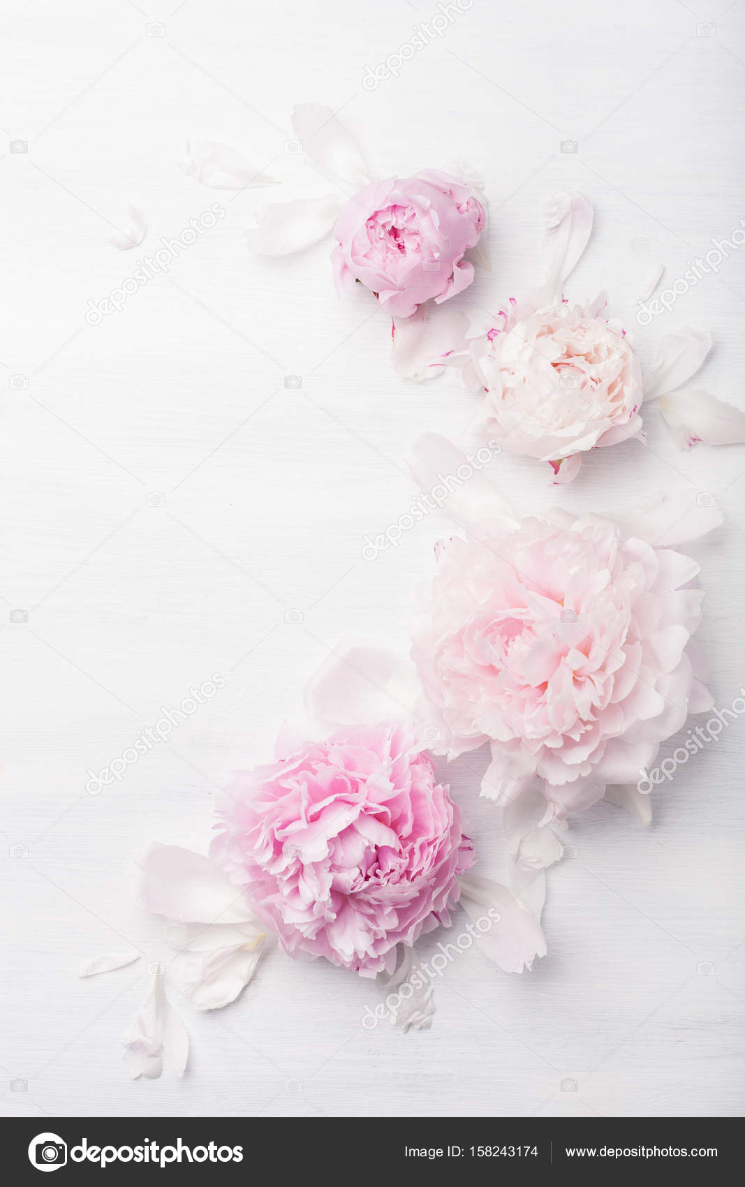 Beautiful Pink Peony Flower Background Stock Photo C Duskbabe 158243174