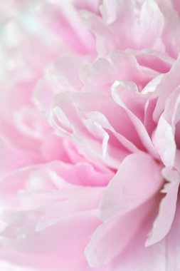 Güzel pembe şakayık çiçeği arka planı