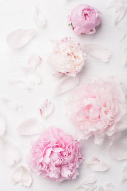 Güzel pembe şakayık çiçeği arka planı