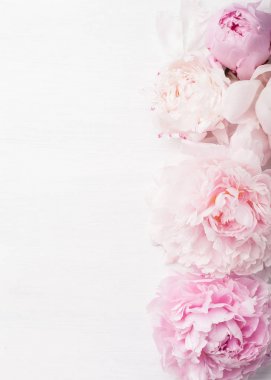 Güzel pembe şakayık çiçeği arka planı