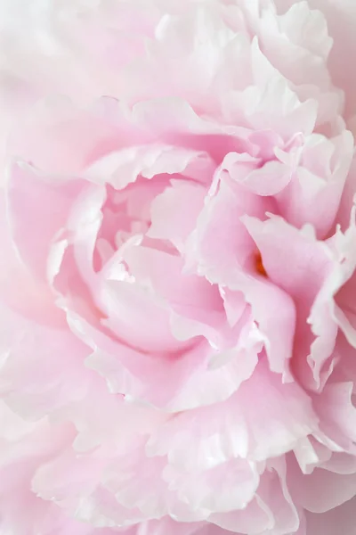Hermoso rosa peonía flor fondo — Foto de Stock